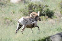 Bighorn Sheep